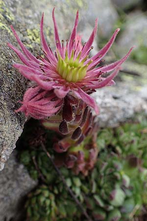 Sempervivum montanum subsp. stiriacum \ Steirische Berg-Hauswurz / Styrian Mountain House-Leek, A Seckauer Tauern, Brandst&auml;tter T&ouml;rl 27.7.2021