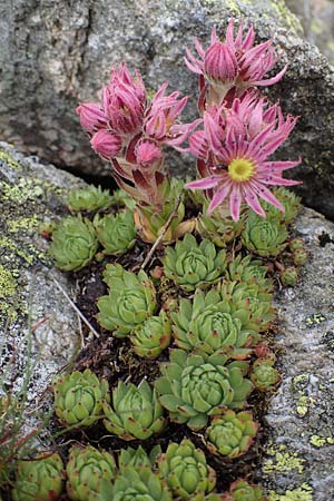 Sempervivum montanum subsp. stiriacum \ Steirische Berg-Hauswurz / Styrian Mountain House-Leek, A Seckauer Tauern, Brandst&auml;tter T&ouml;rl 27.7.2021