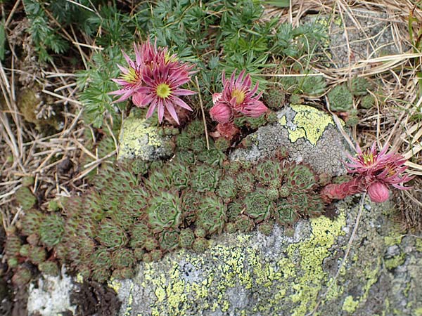 Sempervivum montanum subsp. stiriacum \ Steirische Berg-Hauswurz / Styrian Mountain House-Leek, A Seckauer Tauern, Brandst&auml;tter T&ouml;rl 27.7.2021