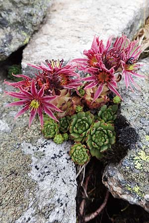 Sempervivum montanum subsp. stiriacum \ Steirische Berg-Hauswurz / Styrian Mountain House-Leek, A Seckauer Tauern, Brandst&auml;tter T&ouml;rl 27.7.2021