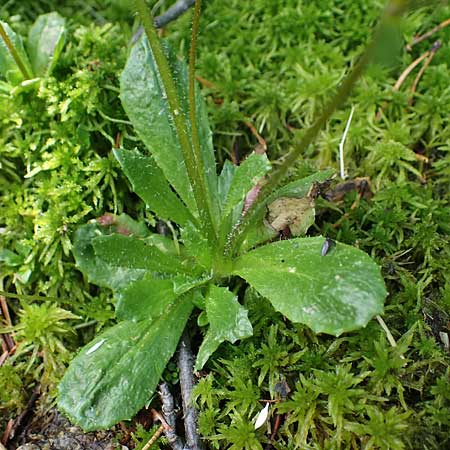 Saxifraga stellaris \ Stern-Steinbrech / Starry Saxifrage, A Kärnten/Carinthia, Koralpe 1.7.2022