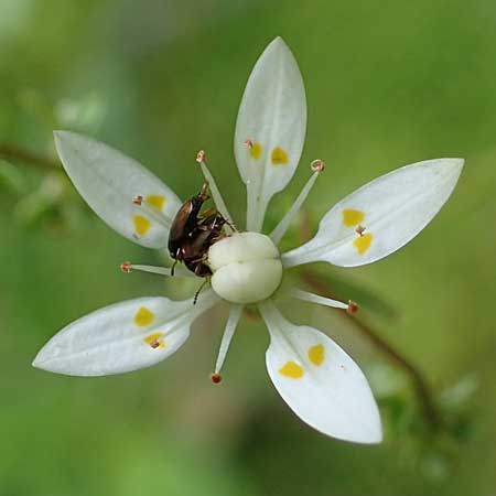 Saxifraga stellaris \ Stern-Steinbrech / Starry Saxifrage, A Kärnten/Carinthia, Koralpe 1.7.2022