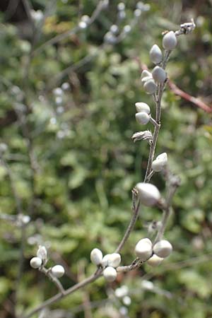 Lithospermum purpurocaeruleum \ Blauroter Steinsame / Purple Gromwell, A Breitenbrunn 24.9.2022