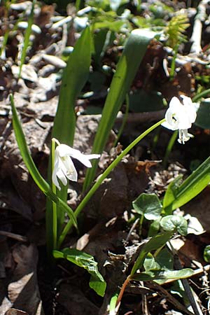 Scilla siberica agg. \ Sibirischer Blaustern / Siberian Squill, A Osttirol, Lienz 5.4.2023