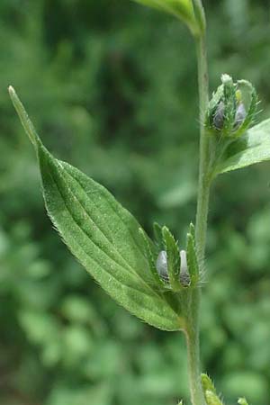 Lithospermum officinale \ Echter Steinsame / Common Gromwell, A Siegendorf 12.7.2023