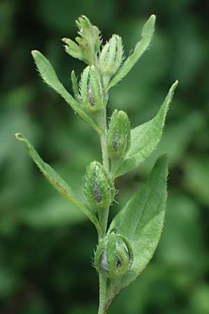 Lithospermum officinale \ Echter Steinsame / Common Gromwell, A Siegendorf 12.7.2023