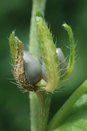 Lithospermum officinale \ Echter Steinsame / Common Gromwell, A Siegendorf 12.7.2023