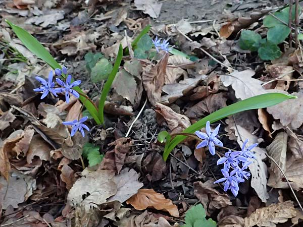 Scilla spetana \ Speta-Blaustern / Speta's Squill, A Weinviertel,  Kreuttal 6.3.2024