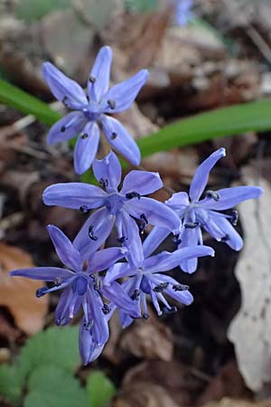 Scilla spetana \ Speta-Blaustern / Speta's Squill, A Weinviertel,  Kreuttal 6.3.2024