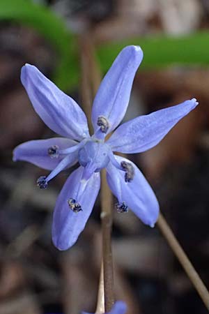 Scilla spetana \ Speta-Blaustern / Speta's Squill, A Weinviertel,  Kreuttal 6.3.2024