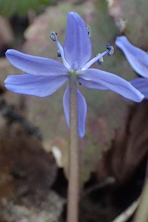 Scilla spetana \ Speta-Blaustern / Speta's Squill, A Weinviertel,  Kreuttal 6.3.2024