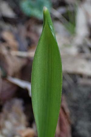 Scilla spetana \ Speta-Blaustern / Speta's Squill, A Weinviertel,  Kreuttal 6.3.2024