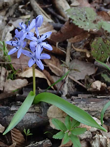 Scilla spetana \ Speta-Blaustern / Speta's Squill, A Weinviertel,  Kreuttal 6.3.2024