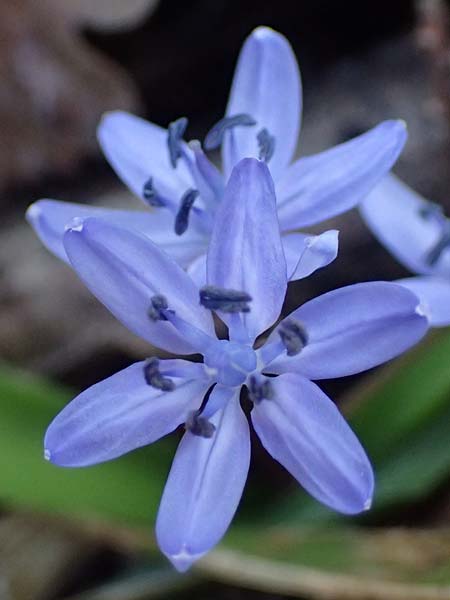 Scilla spetana \ Speta-Blaustern / Speta's Squill, A Weinviertel,  Kreuttal 6.3.2024