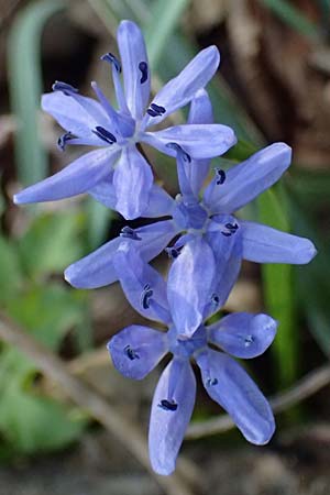 Scilla spetana \ Speta-Blaustern / Speta's Squill, A Weinviertel,  Kreuttal 6.3.2024