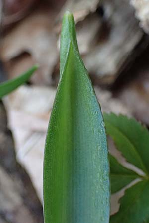 Scilla spetana \ Speta-Blaustern / Speta's Squill, A Weinviertel,  Kreuttal 6.3.2024