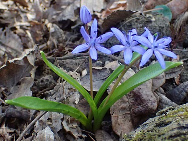 Scilla spetana \ Speta-Blaustern / Speta's Squill, A Weinviertel,  Kreuttal 6.3.2024