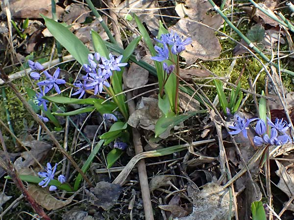 Scilla spetana \ Speta-Blaustern / Speta's Squill, A Weinviertel,  Kreuttal 6.3.2024