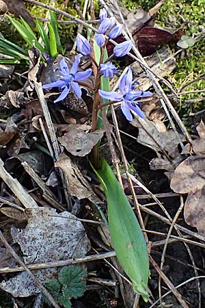 Scilla spetana \ Speta-Blaustern / Speta's Squill, A Weinviertel,  Kreuttal 6.3.2024