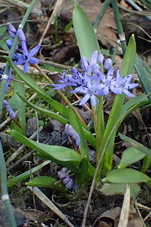 Scilla spetana \ Speta-Blaustern / Speta's Squill, A Weinviertel,  Kreuttal 6.3.2024