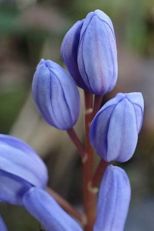 Scilla spetana \ Speta-Blaustern / Speta's Squill, A Weinviertel,  Kreuttal 6.3.2024