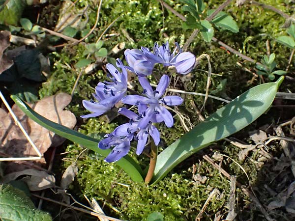 Scilla spetana \ Speta-Blaustern / Speta's Squill, A Weinviertel,  Kreuttal 6.3.2024