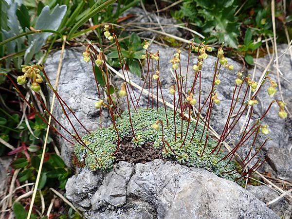 Saxifraga squarrosa \ Sparriger Steinbrech / Dolomites Saxifrage, A Admont 5.7.2024