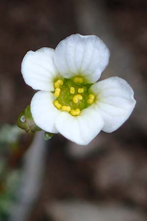 Saxifraga squarrosa \ Sparriger Steinbrech / Dolomites Saxifrage, A Admont 5.7.2024