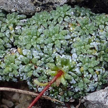 Saxifraga squarrosa \ Sparriger Steinbrech / Dolomites Saxifrage, A Admont 5.7.2024