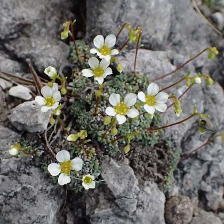 Saxifraga squarrosa \ Sparriger Steinbrech / Dolomites Saxifrage, A Admont 5.7.2024