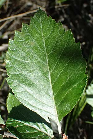 Sorbus slovenica, Ries Whitebeam