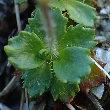 Saxifraga stellaris \ Stern-Steinbrech / Starry Saxifrage, A Bad Gastein 29.6.2025