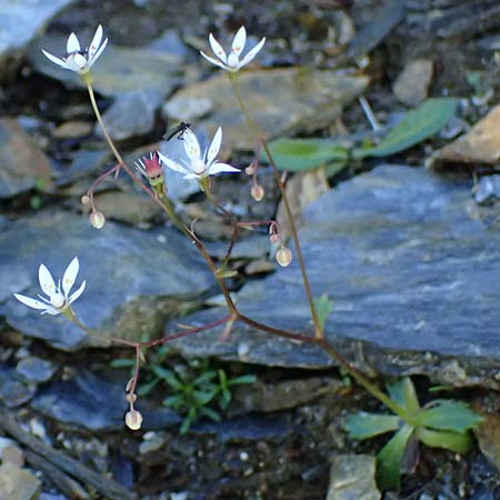 Saxifraga stellaris \ Stern-Steinbrech / Starry Saxifrage, A Bad Gastein 29.6.2025