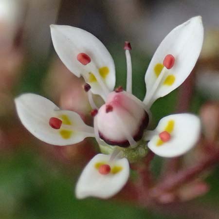 Saxifraga stellaris \ Stern-Steinbrech / Starry Saxifrage, A Großglockner 30.6.2025