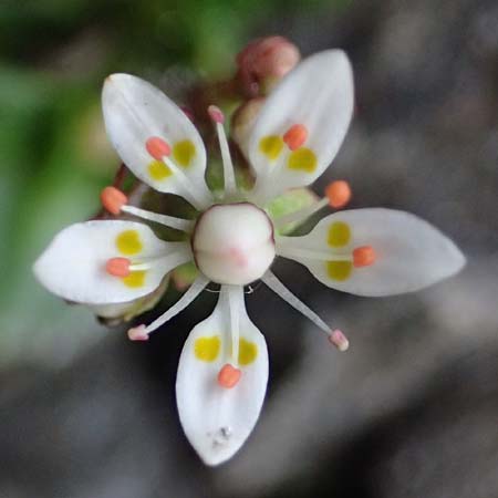 Saxifraga stellaris \ Stern-Steinbrech / Starry Saxifrage, A Großglockner 30.6.2025