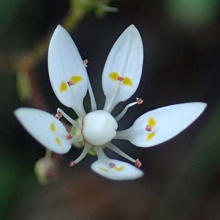 Saxifraga stellaris \ Stern-Steinbrech / Starry Saxifrage, A Kolm Saigurn 2.7.2025