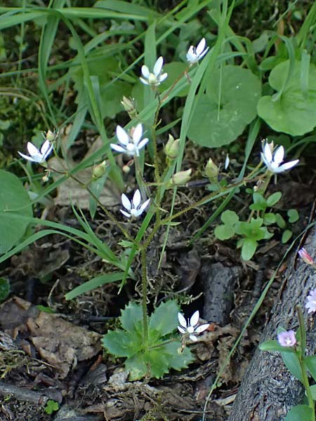 Saxifraga stellaris \ Stern-Steinbrech / Starry Saxifrage, A Kolm Saigurn 2.7.2025