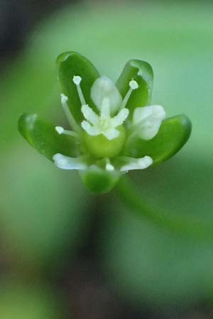 Sagina saginoides \ Alpen-Mastkraut / Alpine Pearlwort, A Kolm Saigurn 2.7.2025