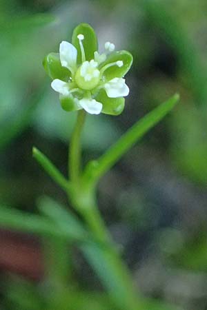 Sagina saginoides \ Alpen-Mastkraut / Alpine Pearlwort, A Kolm Saigurn 2.7.2025