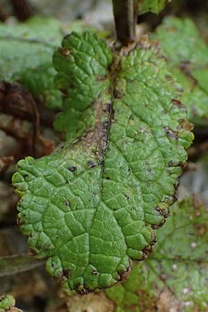 Scrophularia scopolii / Scopoli's Figwort, A Wald am Schoberpass 18.8.2026