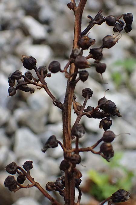 Scrophularia scopolii / Scopoli's Figwort, A Wald am Schoberpass 18.8.2026