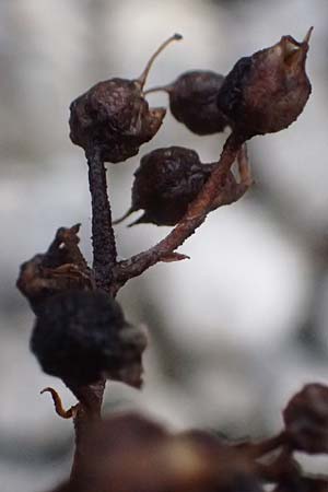 Scrophularia scopolii / Scopoli's Figwort, A Wald am Schoberpass 18.8.2026