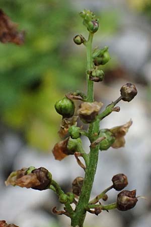 Scrophularia scopolii / Scopoli's Figwort, A Wald am Schoberpass 18.8.2026