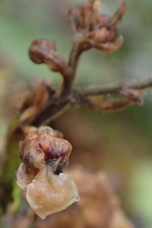 Scrophularia scopolii / Scopoli's Figwort, A Wald am Schoberpass 18.8.2026