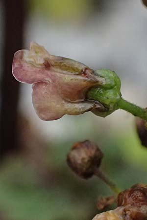 Scrophularia scopolii / Scopoli's Figwort, A Wald am Schoberpass 18.8.2026