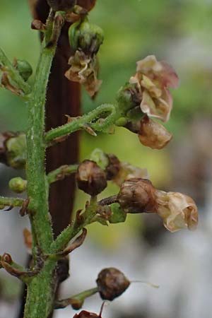 Scrophularia scopolii / Scopoli's Figwort, A Wald am Schoberpass 18.8.2026
