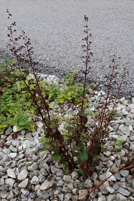 Scrophularia scopolii / Scopoli's Figwort, A Wald am Schoberpass 18.8.2026