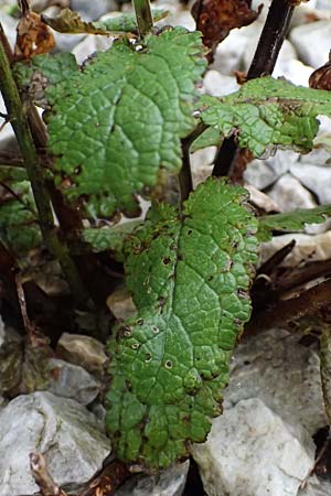Scrophularia scopolii / Scopoli's Figwort, A Wald am Schoberpass 18.8.2026