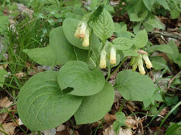Symphytum tuberosum subsp. tuberosum \ Knotiger Beinwell / Tuberous Comfrey, A Kärnten/Carinthia, St. Paul im Lavanttal 16.5.2016