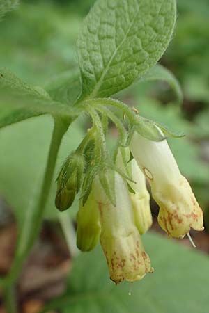 Symphytum tuberosum subsp. tuberosum \ Knotiger Beinwell / Tuberous Comfrey, A Kärnten/Carinthia, St. Paul im Lavanttal 16.5.2016